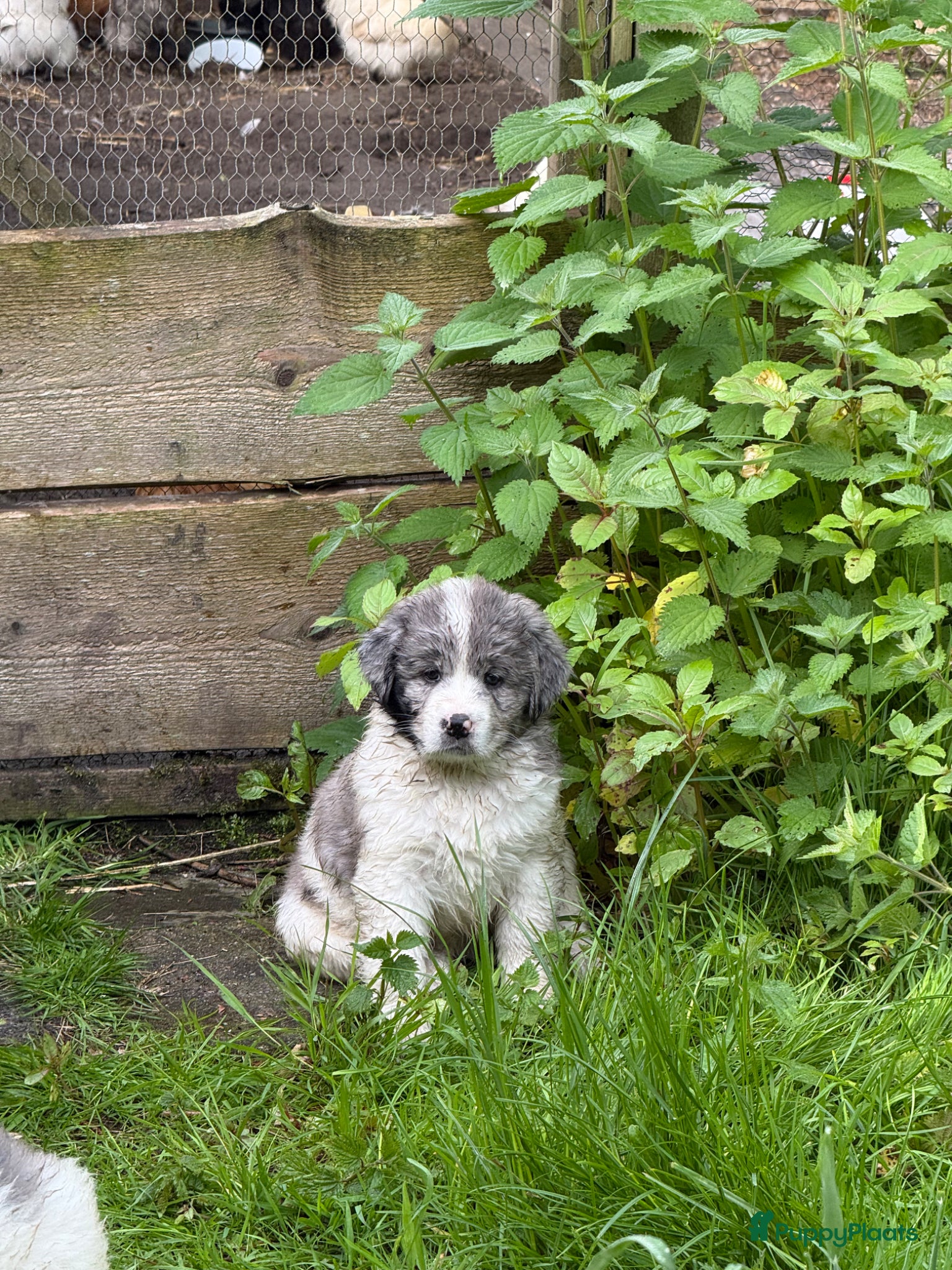 Kruising honden Mega lieve Landseer X Tatra/Aussie/Leonberg pups - Advertentie 2
