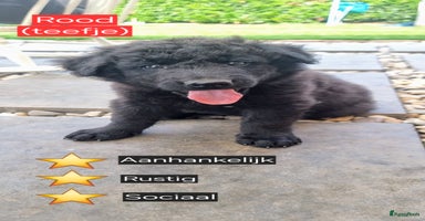 Kruising honden - Advertentie 5