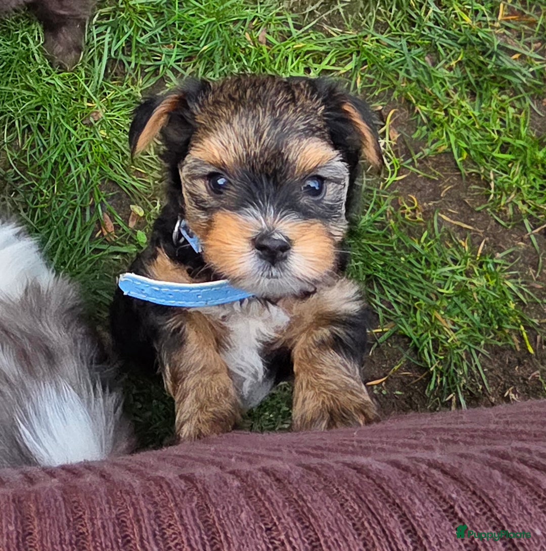 Yorkshire Terriër honden te koop: Yorkshire Terrier reu Danny - Advertentie 2