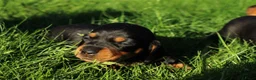 Teckel (korthaar)  honden te koop: Mooie teckel pups black en tan - Advertentie 7