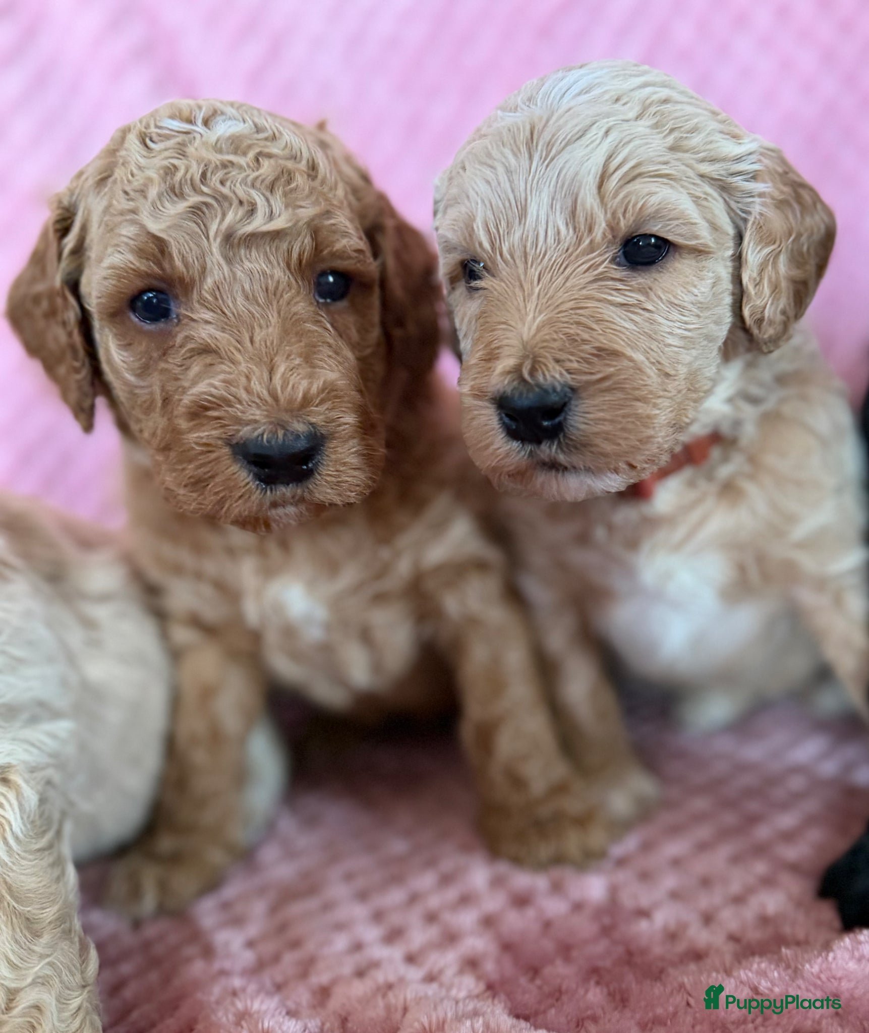 Australian Labradoodle honden Prachtige gitzwarte Cobber/Australian Labradoodle  - Advertentie 17