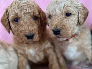 Australian Labradoodle honden Prachtige gitzwarte Cobber/Australian Labradoodle - Advertentie 17