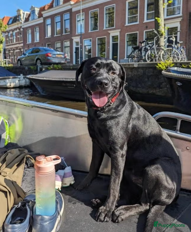 Kruising honden Loving and loyal 5 year old Lab/ Pitbull mix - Advertentie 1