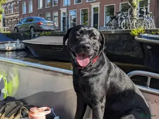 Kruising honden Loving and loyal 5 year old Lab/ Pitbull mix - Advertentie 1