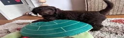 Labradoodle honden te koop: Prachtige medium labradoodle pups - Advertentie 7