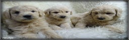 Labradoodle honden te koop: Labradoodle F4 medium pups - Advertentie 16