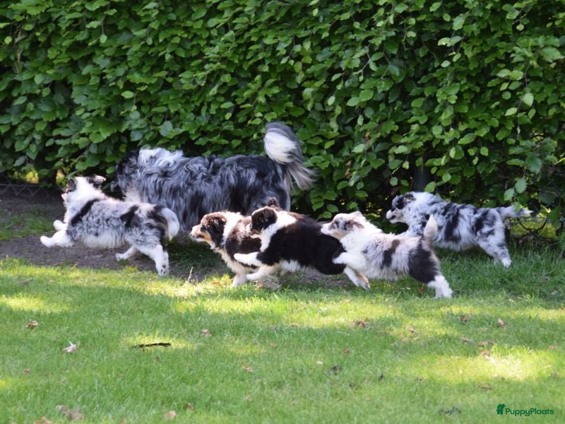 Australian Shepherd honden Knappe Miniature American Shepherd (MAS) pups - Advertentie 12