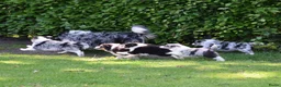 Australian Shepherd honden te koop: Knappe Miniature American Shepherd (MAS) pups - Advertentie 1