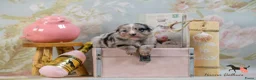 Australian Shepherd honden te koop: Mini Australian Shepherd pups - Advertentie 2