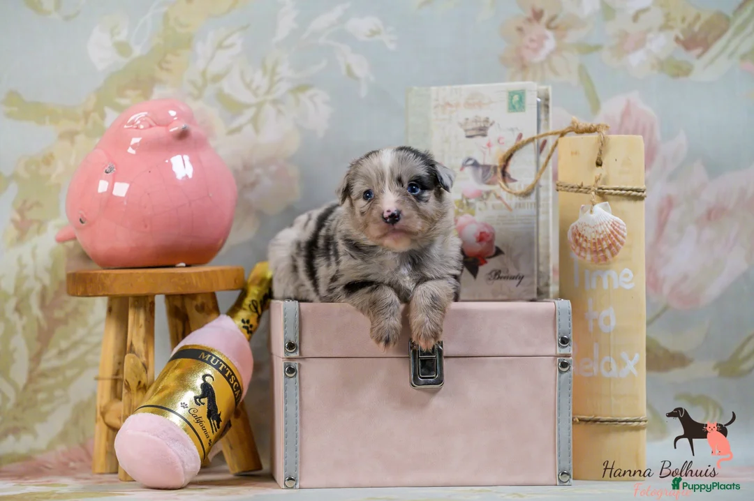 Australian Shepherd honden te koop: Mini Australian Shepherd pups - Advertentie 2