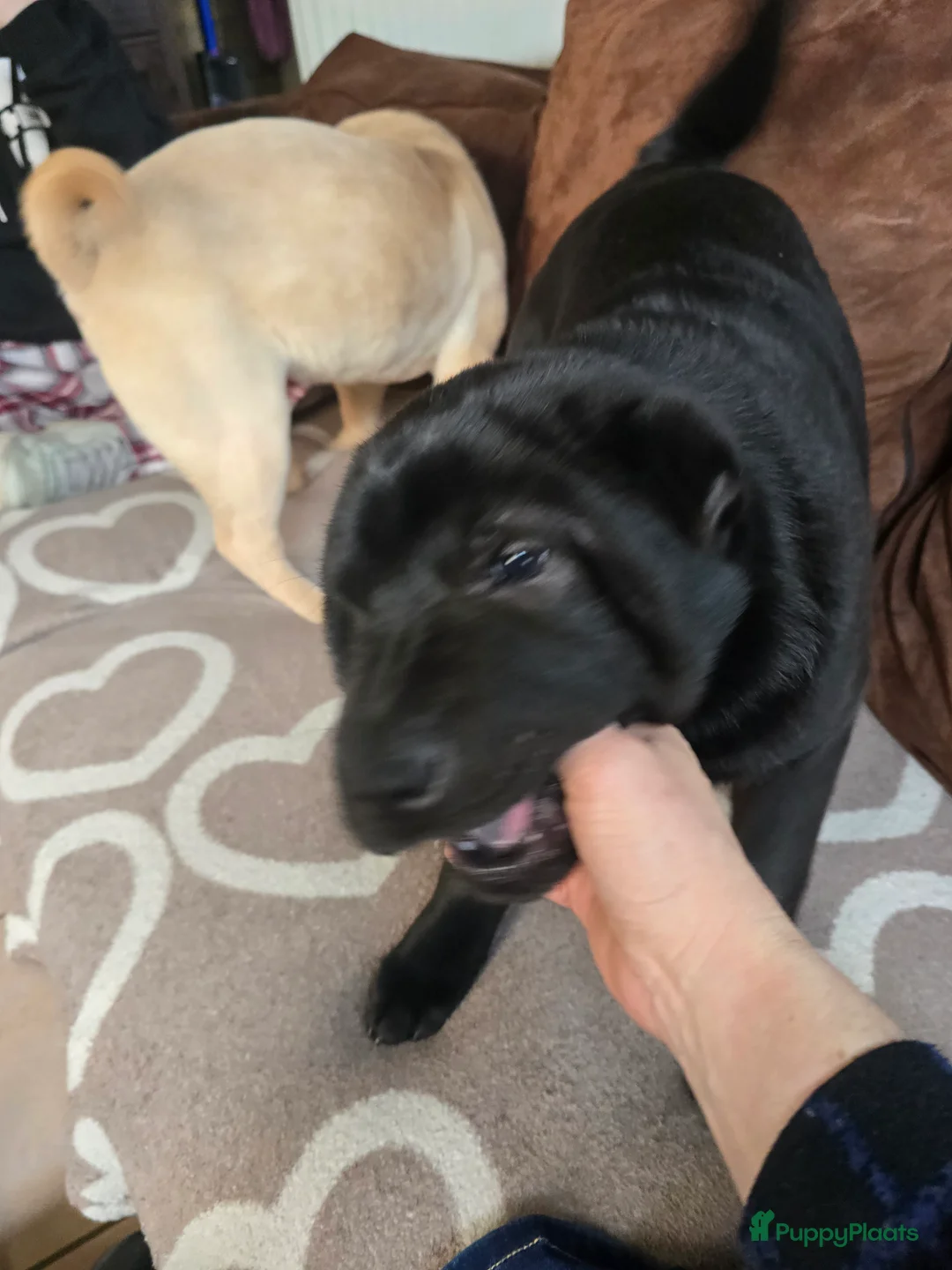 Shar Pei honden te koop:  Sharpei - Advertentie 8