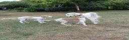 Barsoi honden te koop: Borzoi-teef uit FCI-kennel zoekt lief thuis  - Advertentie 8