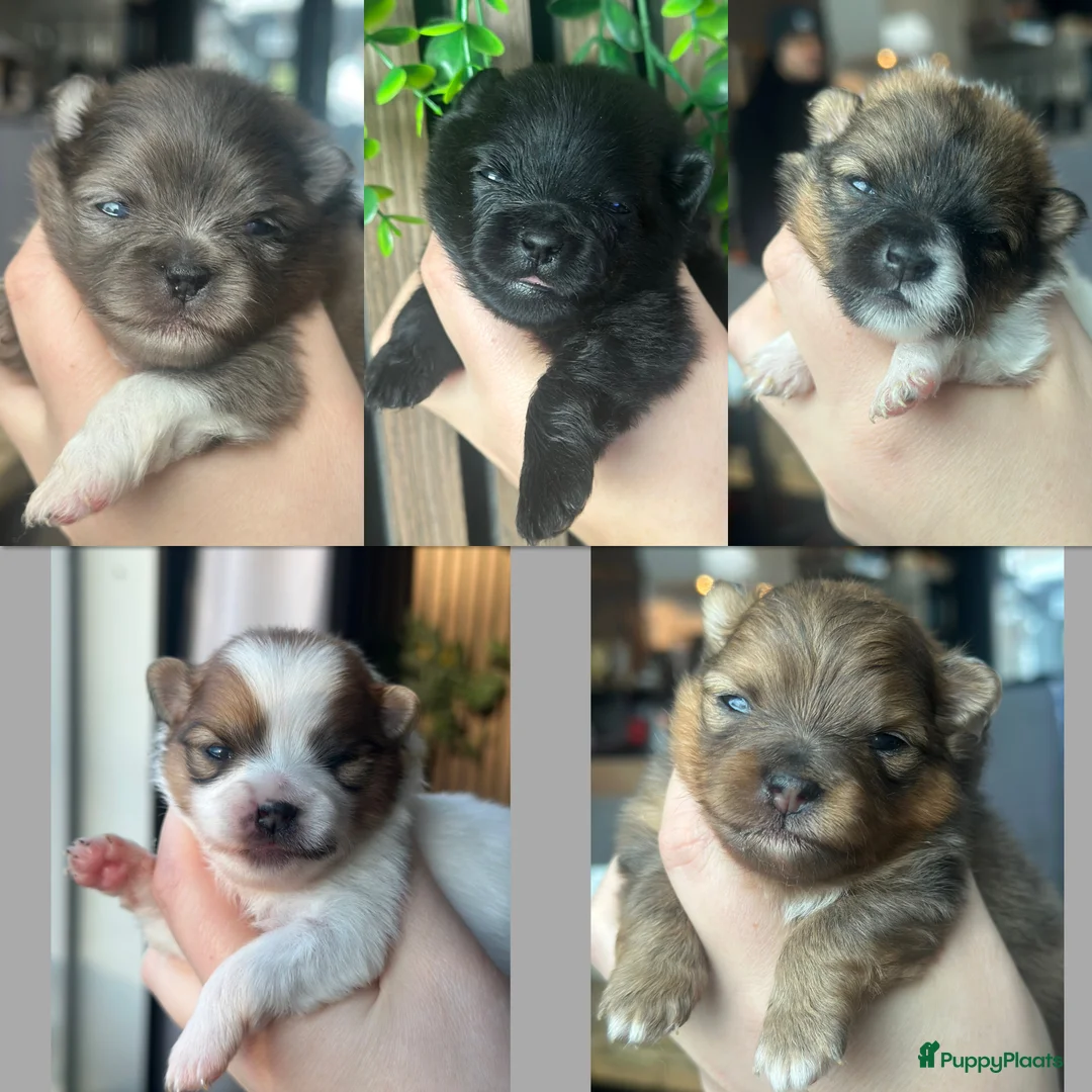 Pomeriaan honden te koop: Alle pups zijn gereserveerd ❤️ - Advertentie 5