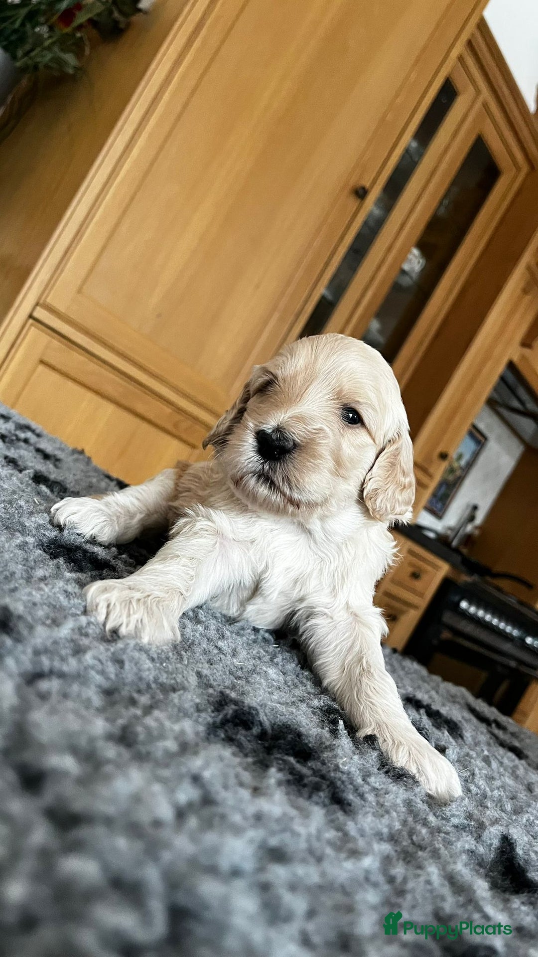 Labradoodle honden te koop: mooie multi x labradoodle australiën doodle pups - Advertentie 9