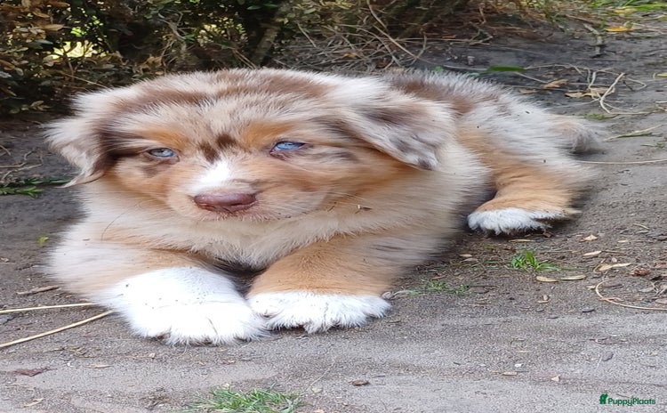 Australian Shepherd honden - Advertentie 15