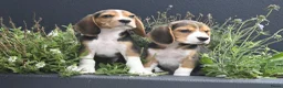 Beagle honden te koop: Prachtige Beagle pups met stamboom ! - Advertentie 21