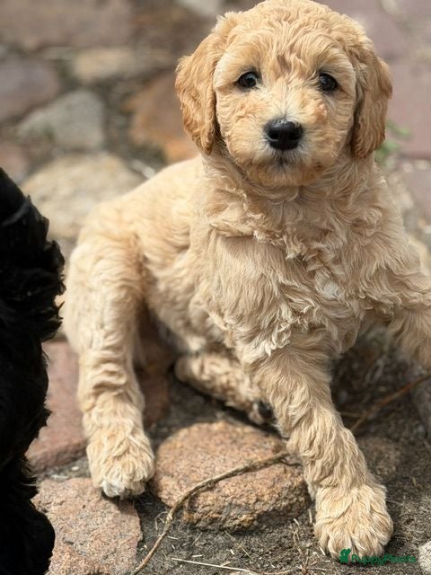 Kruising honden Medium labradoodles - Advertentie 1
