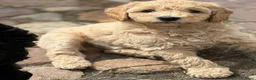 Kruising honden te koop: Medium labradoodles - Advertentie 1
