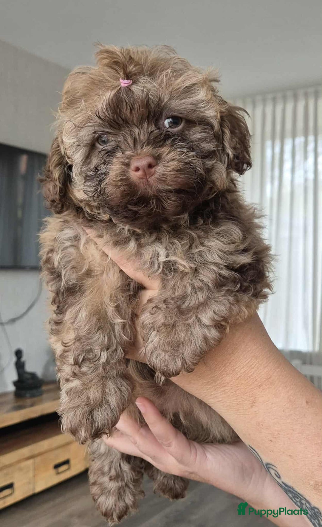 Bolonka Zwetna honden te koop:  We hebben nog 1 ♂️ bolonka zwetna beschikbaar  - Advertentie 9