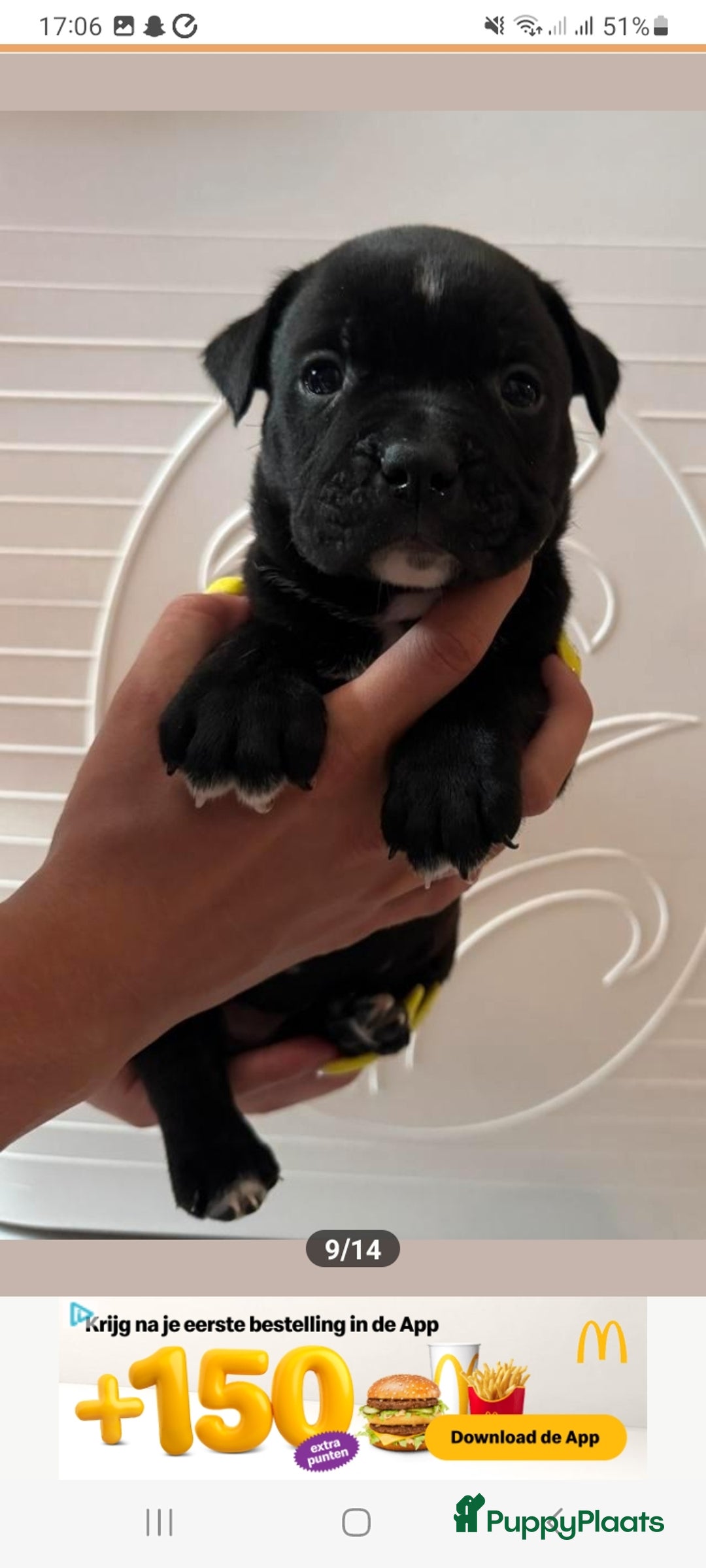 Old English Bulldog honden te koop: Old english bulldog x pocket bully xl  - Afbeelding 7