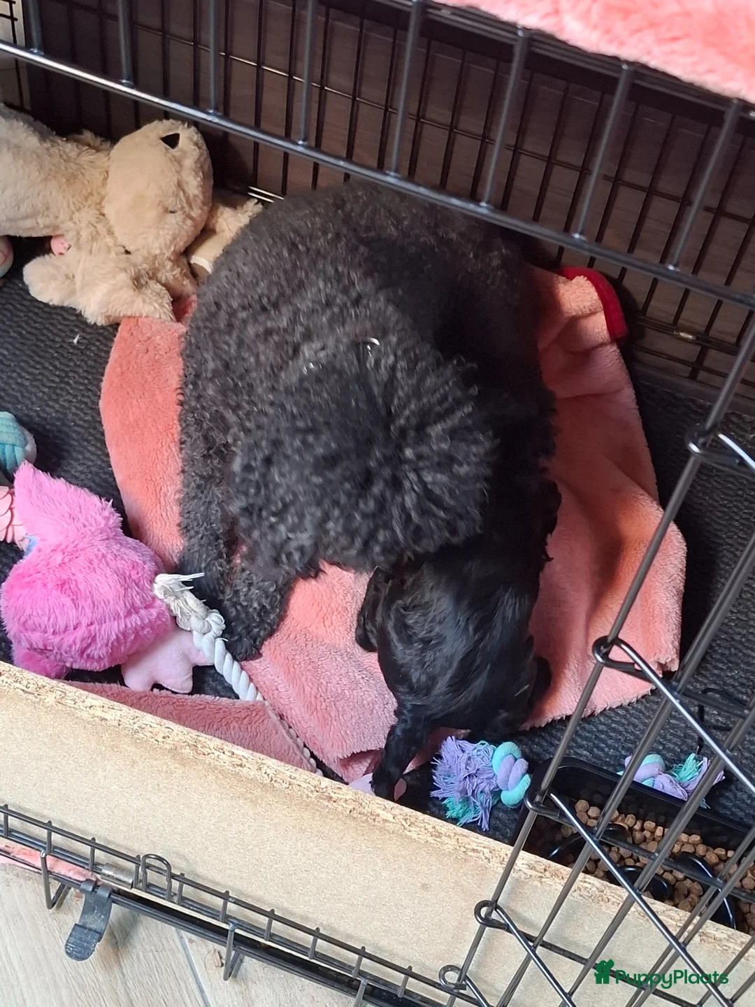 Cockapoo honden te koop: Cockapoo pup  teefje - Advertentie 8