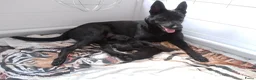 Hollandse Herder honden te koop: Te koop: Hollandse herderpups in Hoek - Advertentie 5
