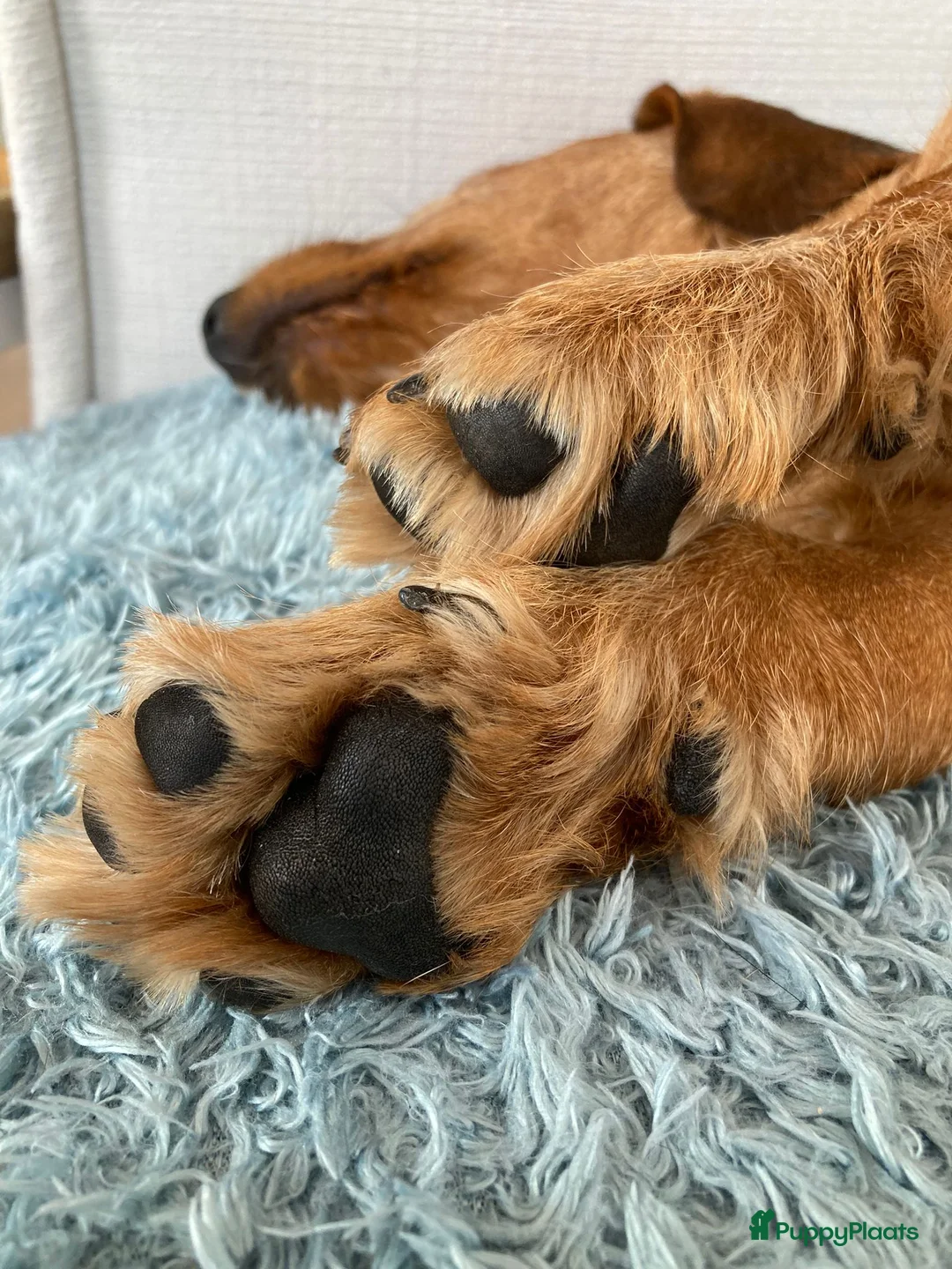 Ruwhaar Teckel honden te koop: Ruwhaar standaard teckel - Advertentie 8