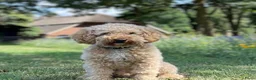 Labradoodle honden te koop: Nog 3 mooie reutjes zoeken een gouden mandje - Advertentie 6