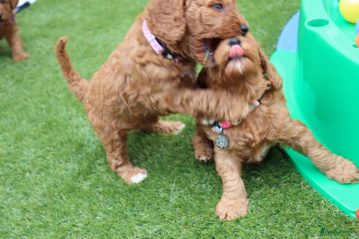 Australian Labradoodle honden te koop:  6 lieve Mini/medium Australian labradoodle pups - Advertentie 23