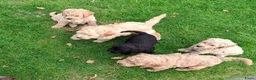 Labradoodle honden te koop: Mini Labradoodle puppy's - Advertentie 10
