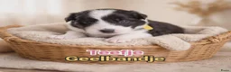 Border Collie honden te koop: Border collie pups in Oostburg - Advertentie 8