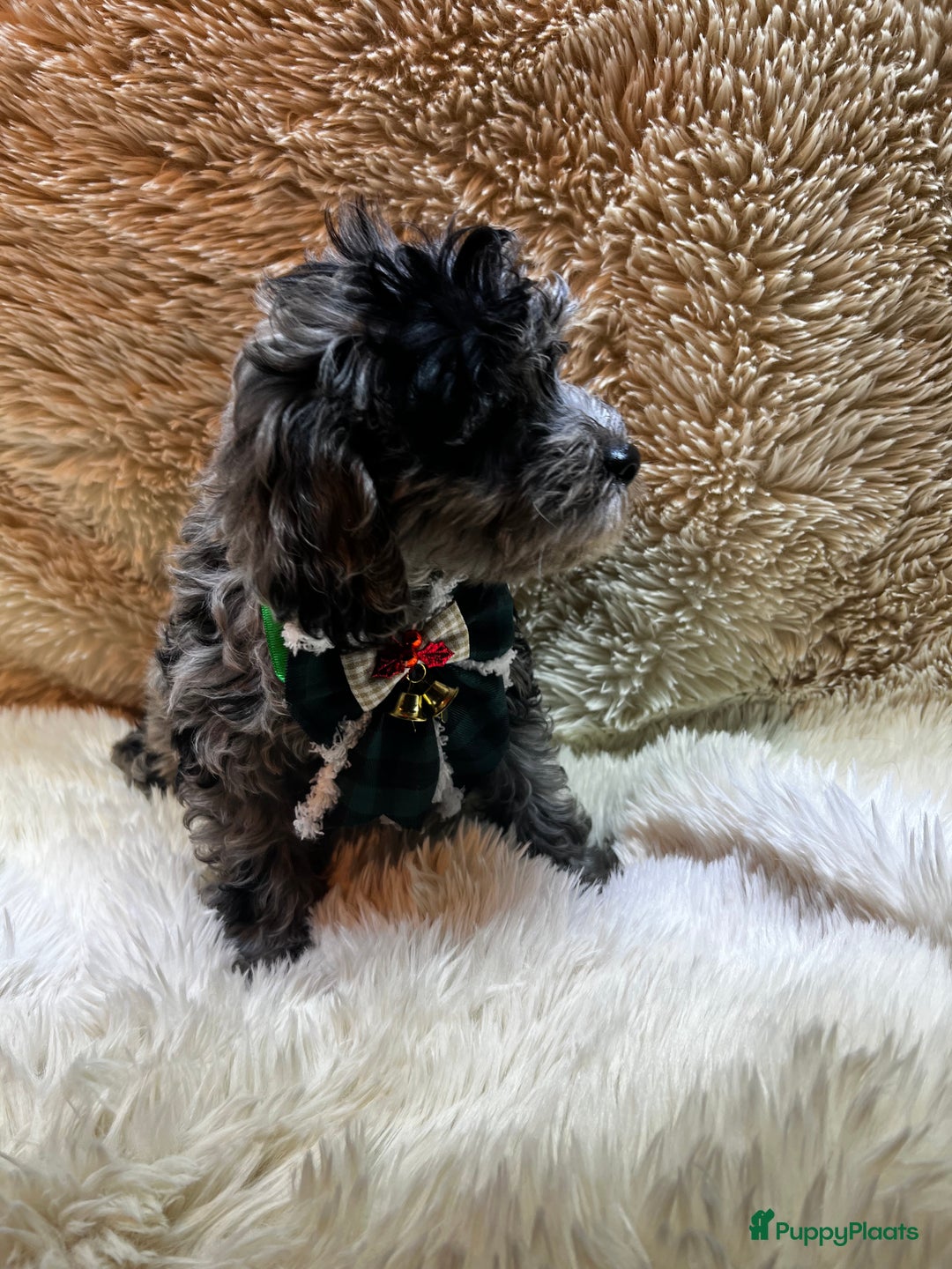 Poedel Toy honden te koop: Toy Poedel teefje - Advertentie 6