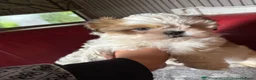 Shih Tzu honden te koop: Hond te koop - Advertentie 1