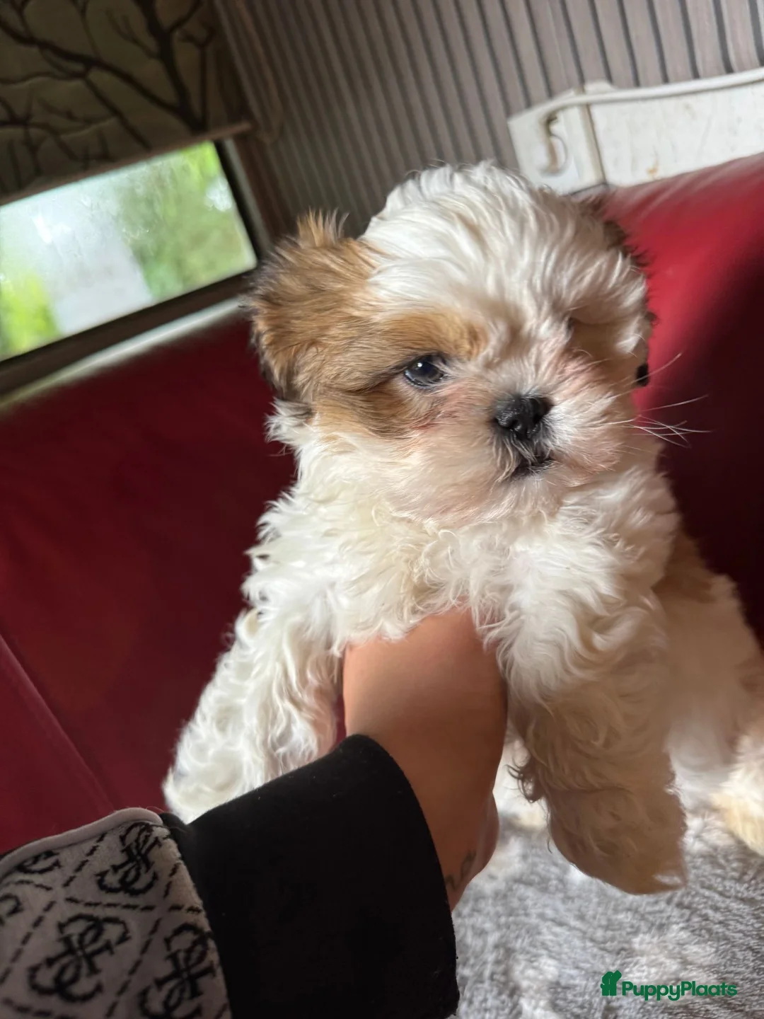 Shih Tzu honden te koop: Hond te koop - Advertentie 1