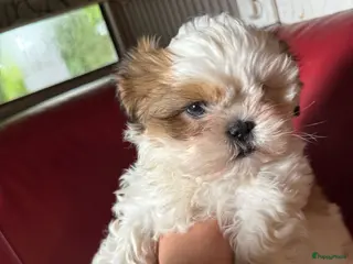Shih Tzu honden Hond te koop - Advertentie 14