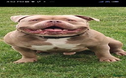 Amerikaanse Bully honden ter dekking: American bully ter dekking aangeboden - Advertentie 5