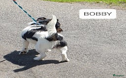 Jack Russel Terriër honden te koop: Lieve ruwharige JACK RUSSELTJES Laagbenig, dď - Afbeelding 20