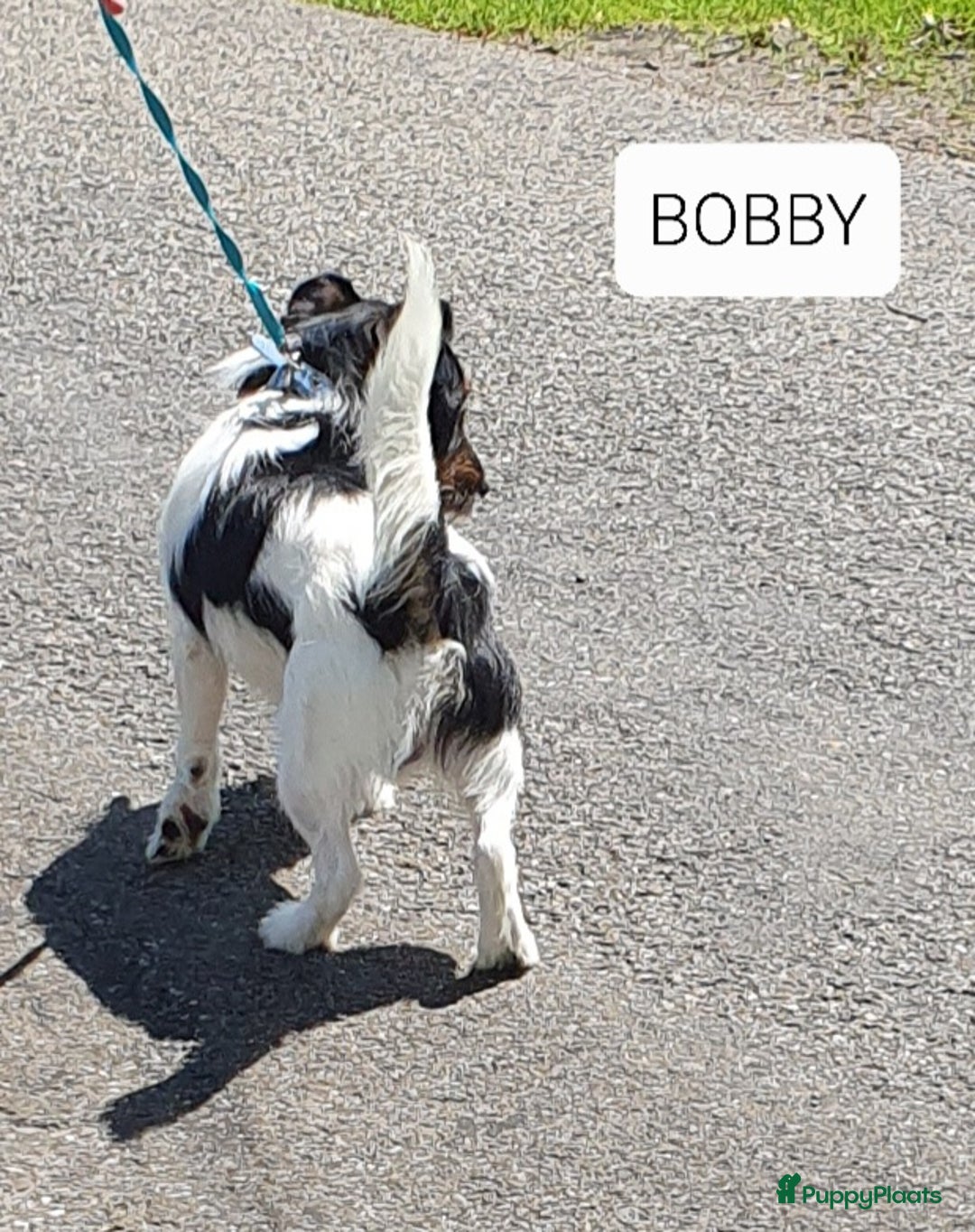 Jack Russel Terriër honden te koop: Lieve ruwharige JACK RUSSELTJES Laagbenig, dď - Afbeelding 20