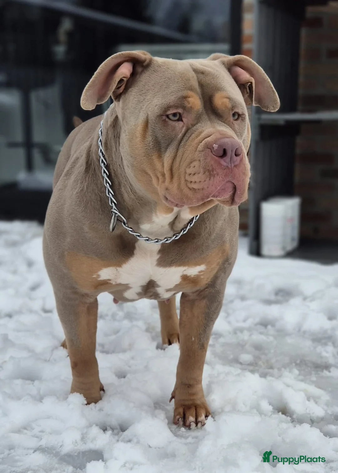 Amerikaanse Bully honden te koop: 🐾 American Bully XL pups verwacht zomer 2026 🐾 - Advertentie 10