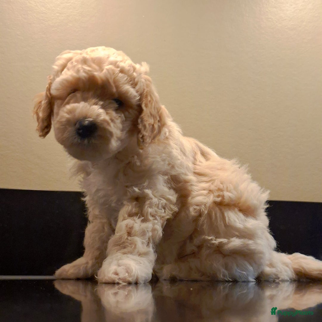 Labradoodle honden te koop: Prachtig nestje mini labradoodles te koop - Advertentie 10