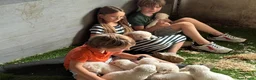 Berghond van de Maremmen en Abruzzen honden te koop: Super lieve en mooie puppies Erf/Vee/Gezindshond in Weerselo - Advertentie 3