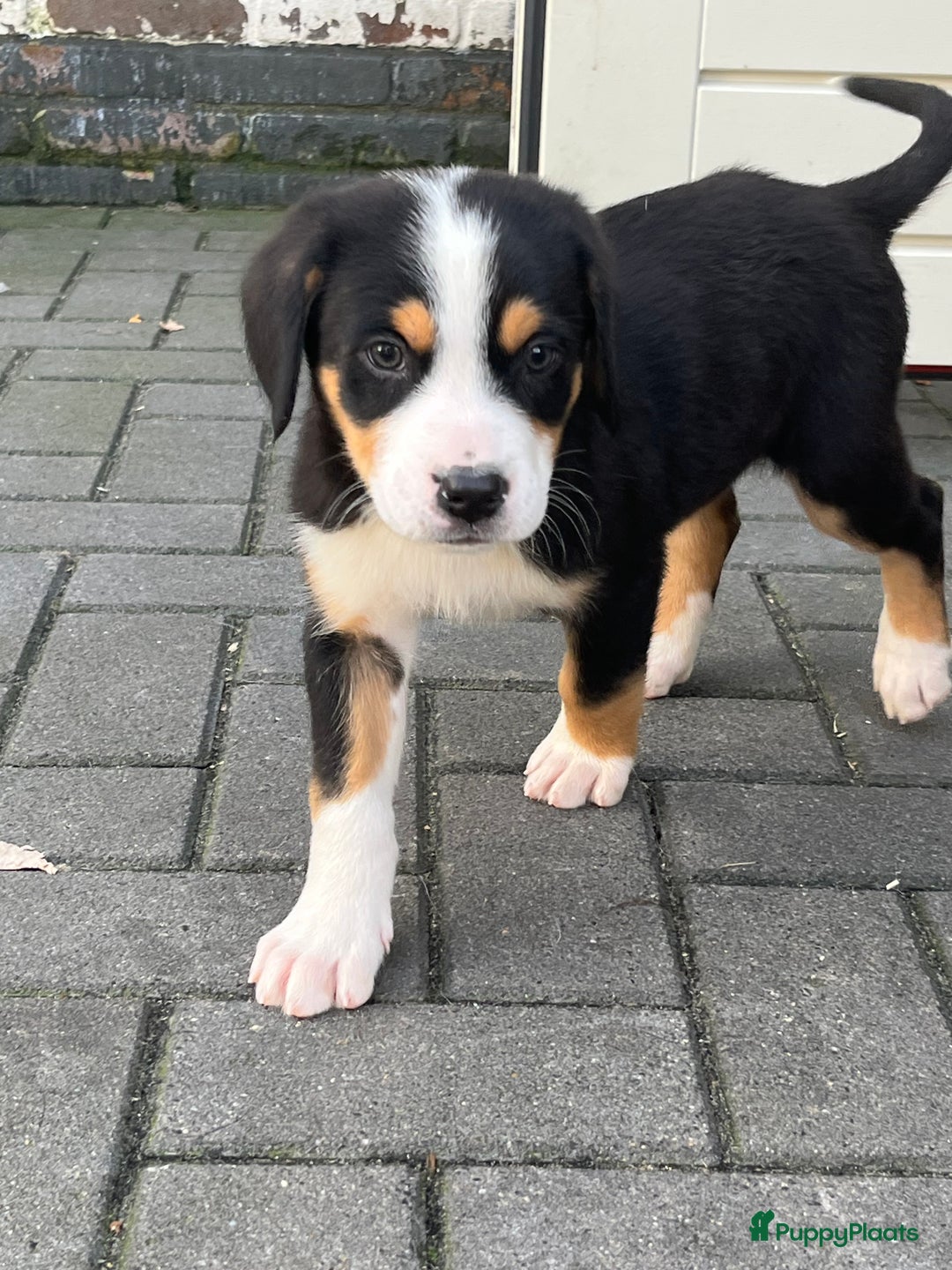 Grote Zwitserse Sennenhond honden te koop: Prachtige Zwitserse sennenhondpups  - Advertentie 1