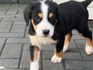 Grote Zwitserse Sennenhond honden Prachtige Zwitserse sennenhondpups - Advertentie 4