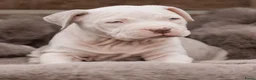 Amerikaanse Bully honden ter dekking: American Bully XL dekreu  - Advertentie 18