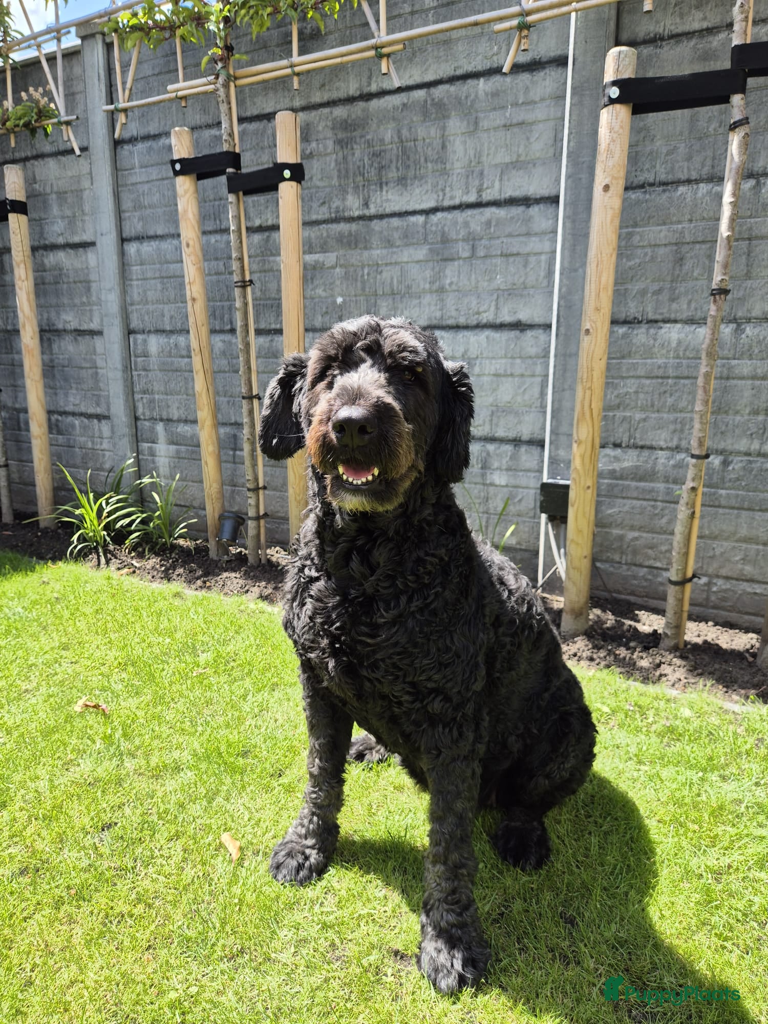 Bouvier des Flandres honden Bouvier pups - Advertentie 1