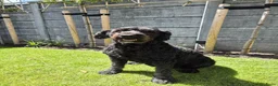 Bouvier des Flandres honden te koop: Bouvier pups - Advertentie 1