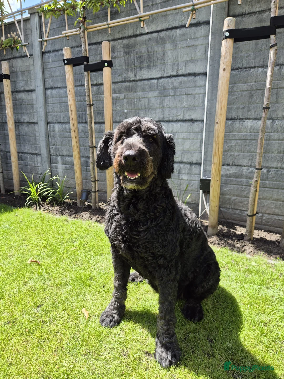 Bouvier des Flandres honden te koop: Bouvier pups - Advertentie 1