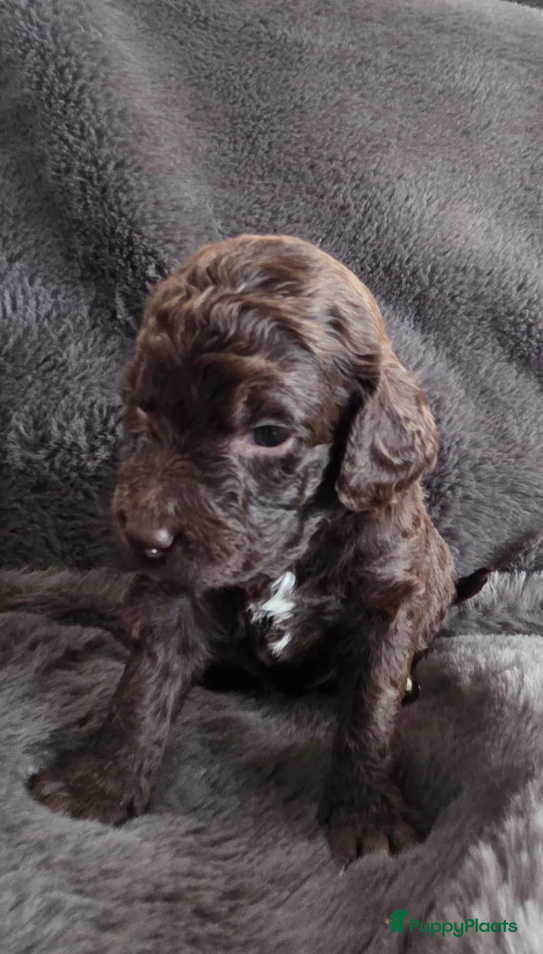 Barbet honden te koop: Barbet Pups ( Franse waterhond ) - Advertentie 16