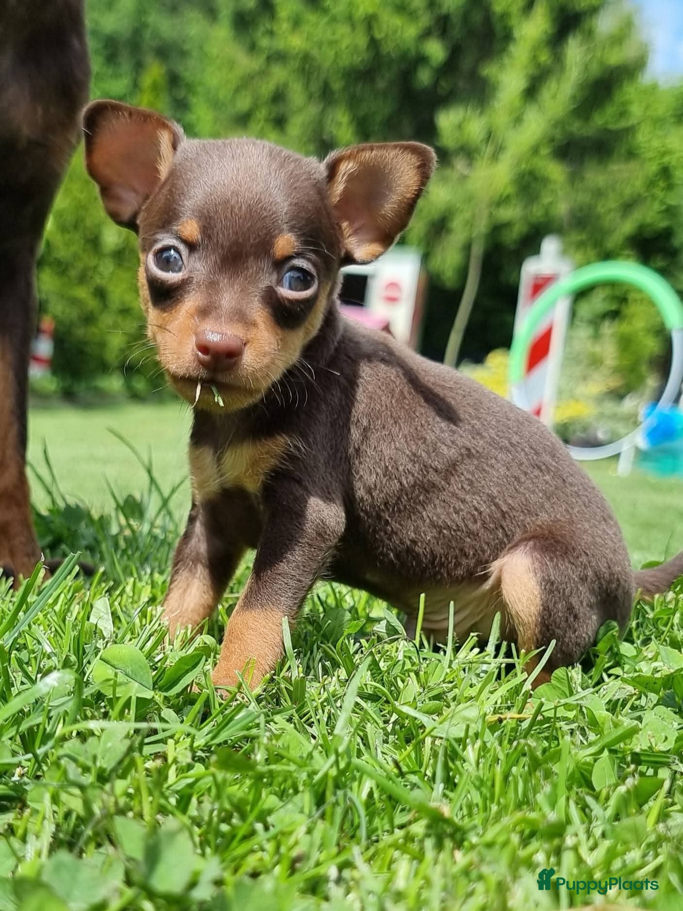 Russische Toy Terriër honden te koop: Russische Toy Terriër pups met FCI stamboom  in Nieuw-Weerdinge - Advertentie 9