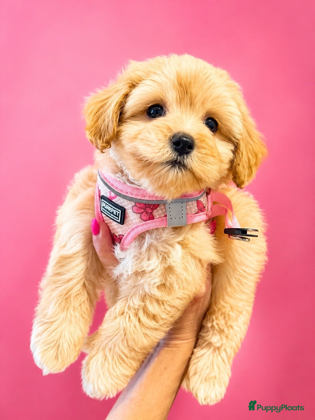 Maltipoo honden Schattige gezonde maltipoo pups - Advertentie 5